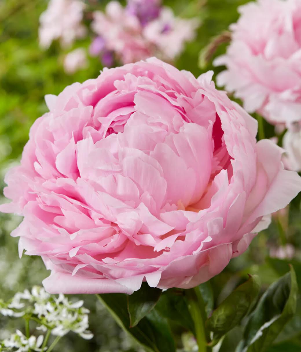 Peony